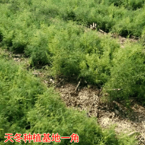 云南大天冬种植_丽江大天冬产量_大天冬图片