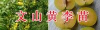 文山优质樱桃实生苗-蜂糖李子苗/黄金李苗栽培销售