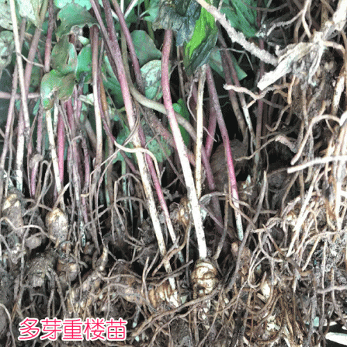 重楼种植一亩成本价_多芽重楼种苗价格
