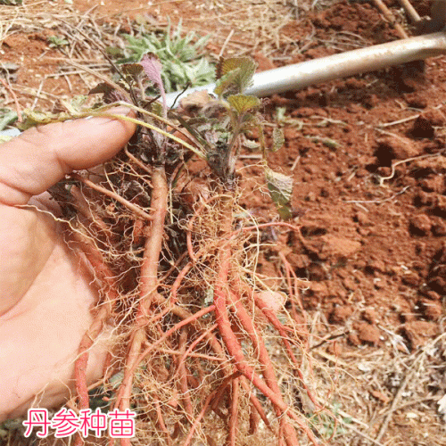 云南曲靖市麒麟区丹参苗价格
