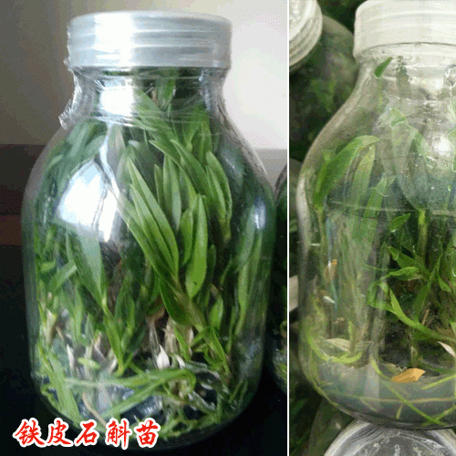 铁皮石斛苗公司怎么养铁皮石斛