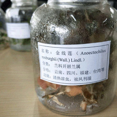 云南金线莲怎么育苗?_金线莲的种植条件