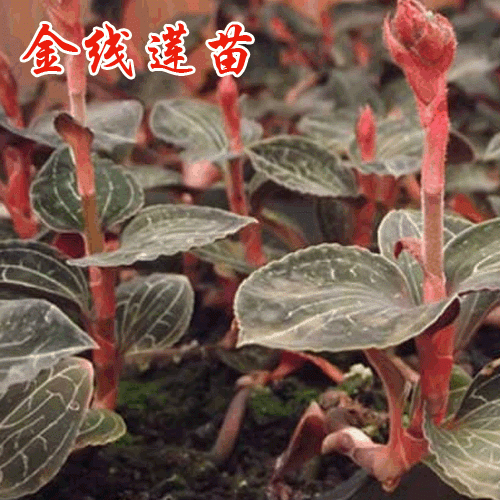 昆明金线莲株行距是多少?