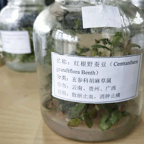红根野蚕豆怎么种植