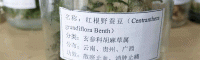 红根野蚕豆成什么样子?（附图）