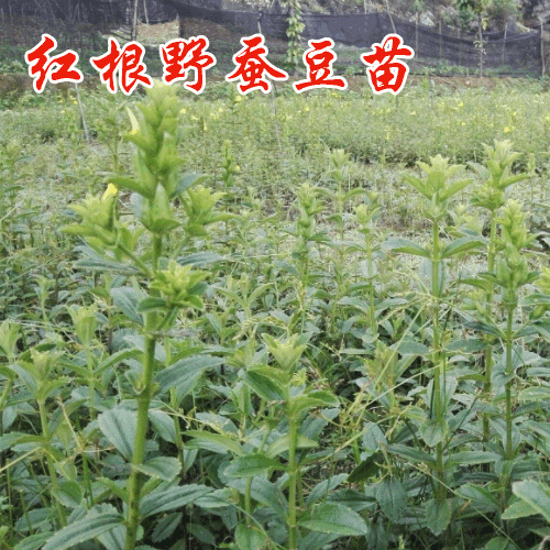 红根野蚕豆种植时间