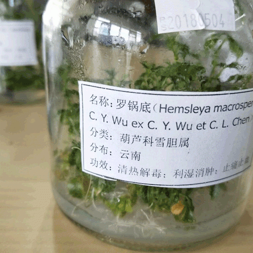 罗锅底是什么中药?_罗锅底苗多少钱
