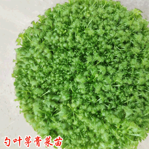茅膏菜苗_云南茅膏菜苗供应(培育苗)