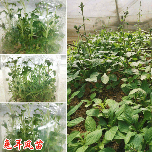 杏香兔耳风苗(杏香兔耳苗)_ 兔耳风苗销售公司