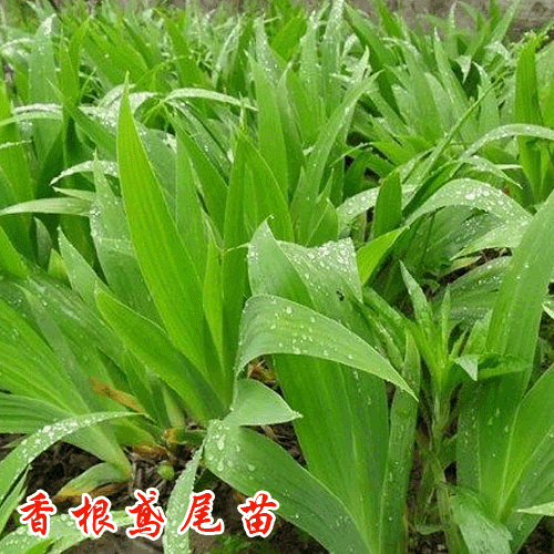香根鸢尾苗价格是多少?香根鸢尾种植条件与要求