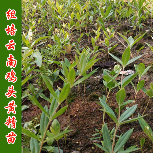 黄精的种植方法
