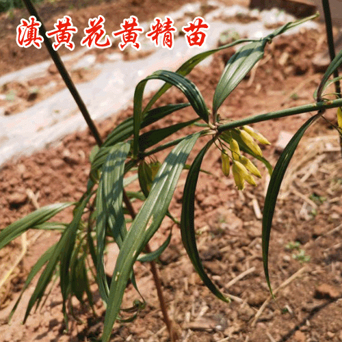 黄精参考与属性——云南昊辰制药有限公司