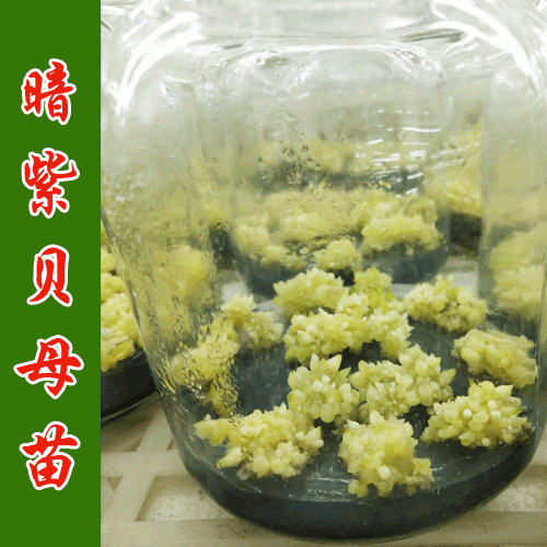 暗紫贝母_什么是暗紫贝母