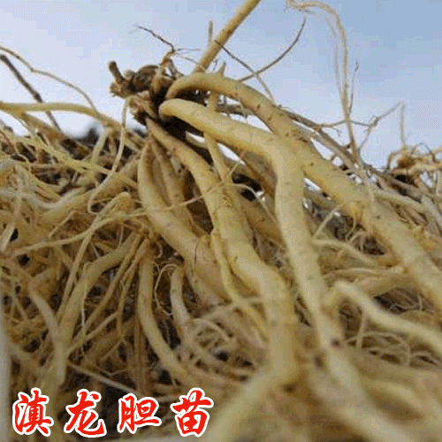 龙胆草种植成本分析_云南龙胆草苗供应
