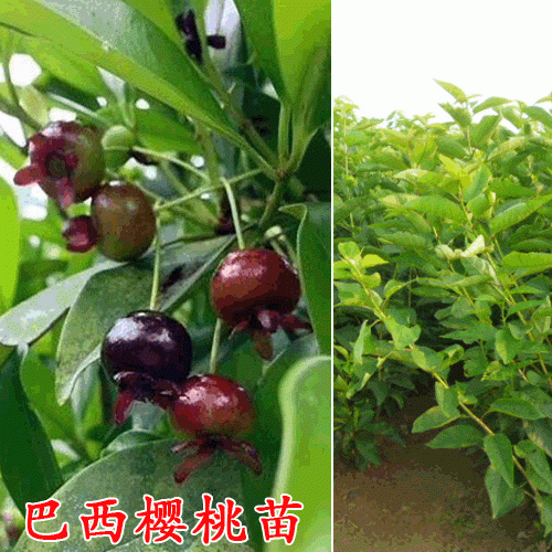 巴西樱桃树(苗)有多高?巴西樱桃树苗销售中心