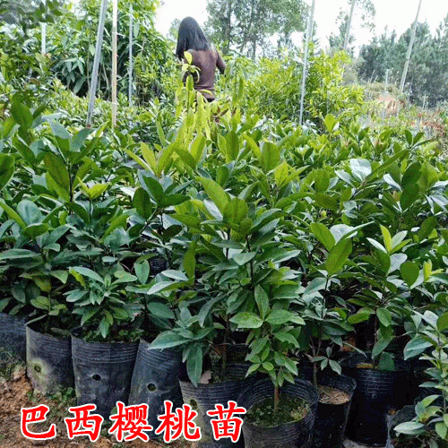 巴西甜樱桃几年结果?_巴西樱桃种植技术