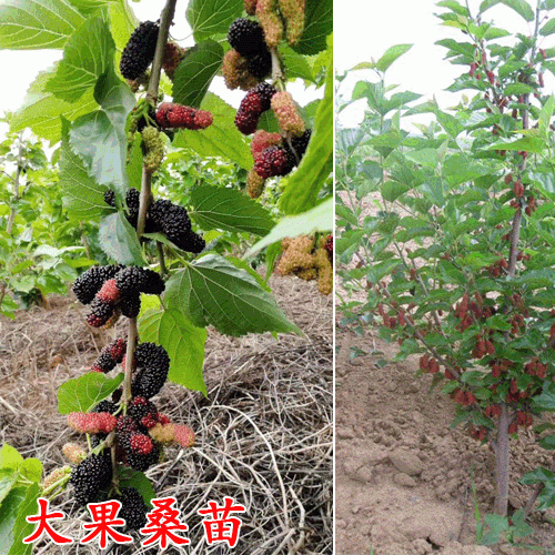大果桑苗报价_请问十果桑苗种几年挂果_几年结果问题