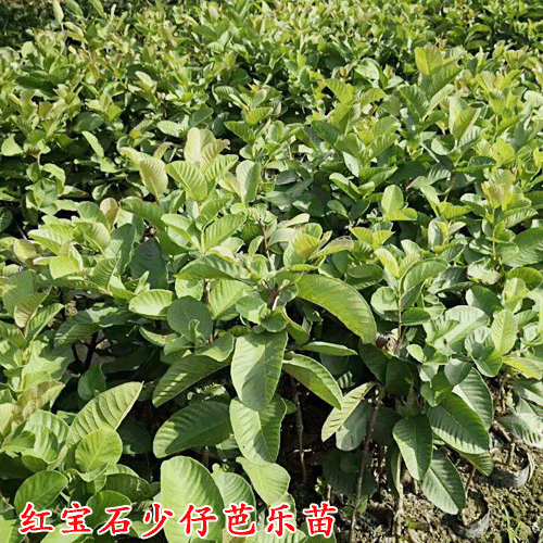 什么是台湾西瓜芭乐（红心番石榴）