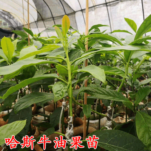 哈斯牛油果苗_哈斯牛油果苗多少钱一棵
