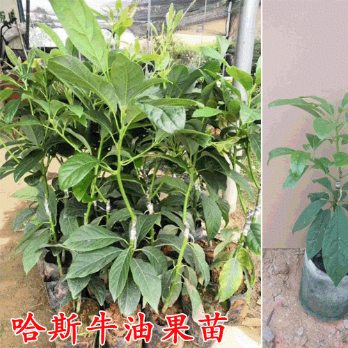 哈斯牛油果高产吗?哈斯牛油苗成什么样?