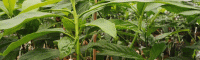 什么是哈斯牛油果?_哈斯牛油果种植方法