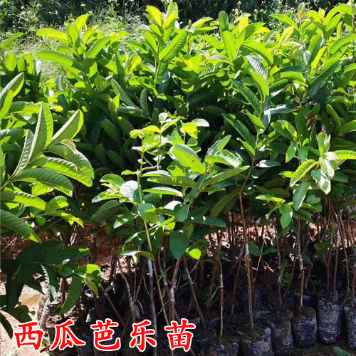 西瓜芭乐苗_西瓜芭乐什么时候结果