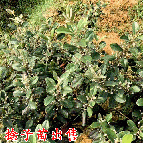 捻子苗价格_捻子苗多少钱一棵