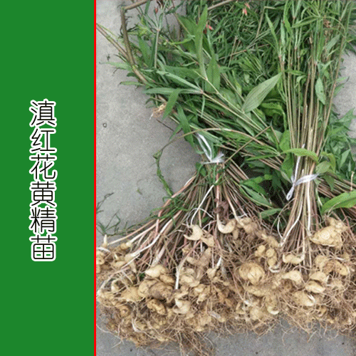 黄精几种信用方法介绍