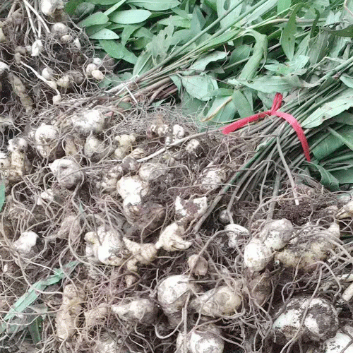 近年黄精资源怎么样?