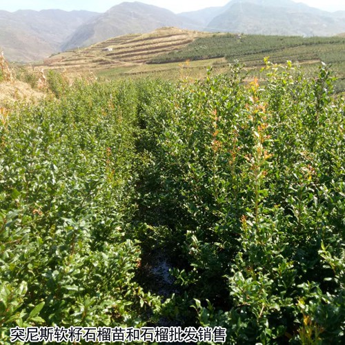 突尼斯软籽石榴苗树苗种植两年就能结果