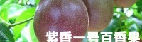 百香果苗怎样种?_百香果苗种植场