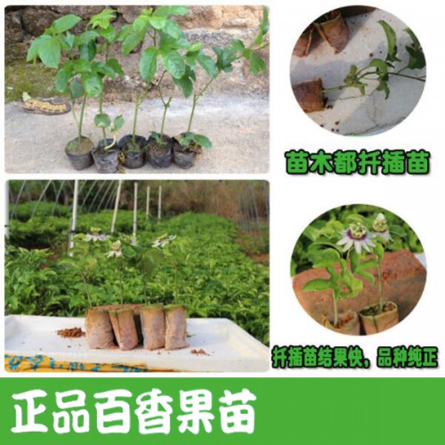 百香果苗哪个品种好?
