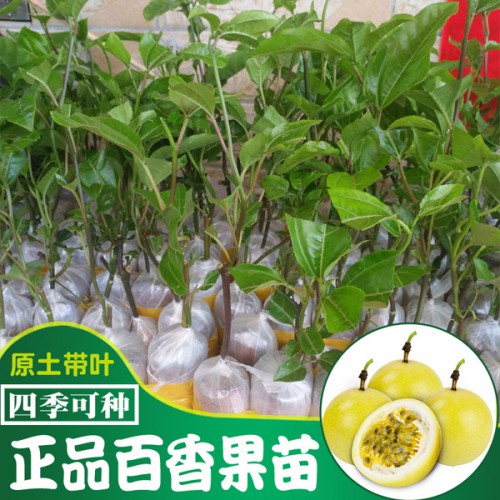 百香果裸根育苗技术