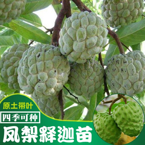 凤梨释迦果树苗_凤梨释迦果树苗多少钱一棵
