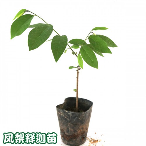 凤梨释迦苗哪儿有卖?_凤梨释迦种子怎么栽培