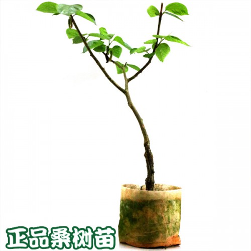 果桑树苗_果桑树苗多少钱一株