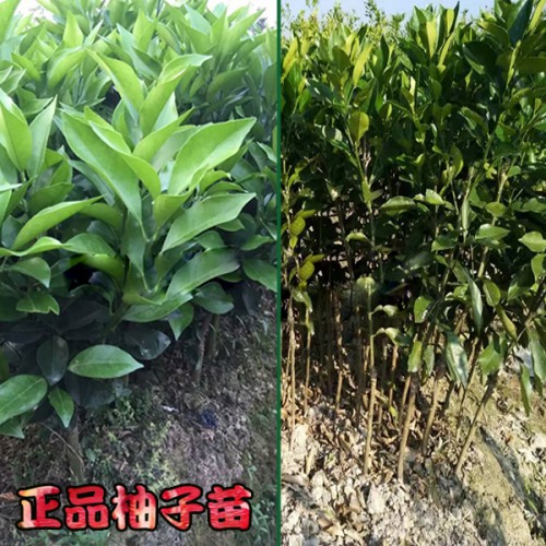 红柚子”营养价格和保健功用