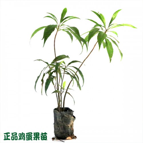 蛋黄果_怎样栽培鸡蛋果苗供应