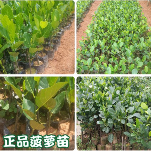 榴莲上市时间是什么时候
