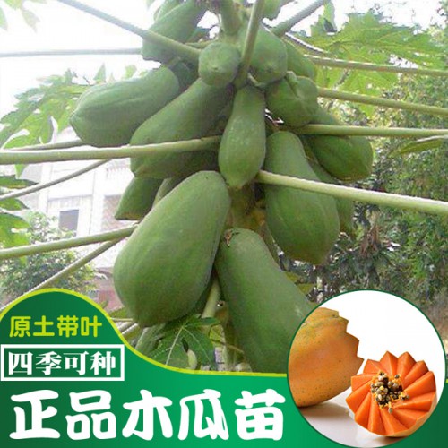 木瓜苗种植户_如何种植繁衍木瓜技术咨询