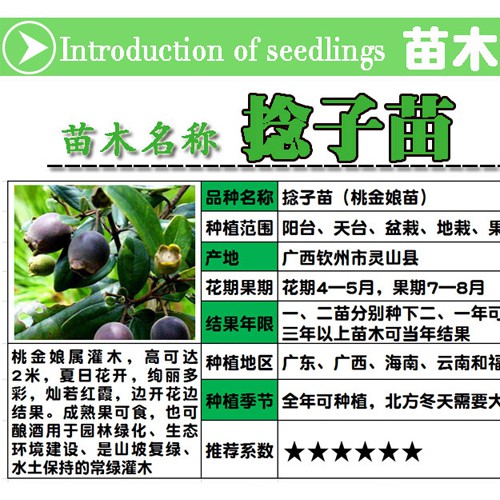 捻子树苗怎么栽培?捻子树苗多少钱一株?
