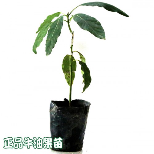 枇杷苗有哪些品种?