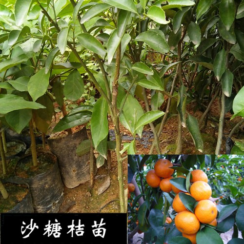 沙糖桔多少钱一斤?沙糖桔它的市场价格
