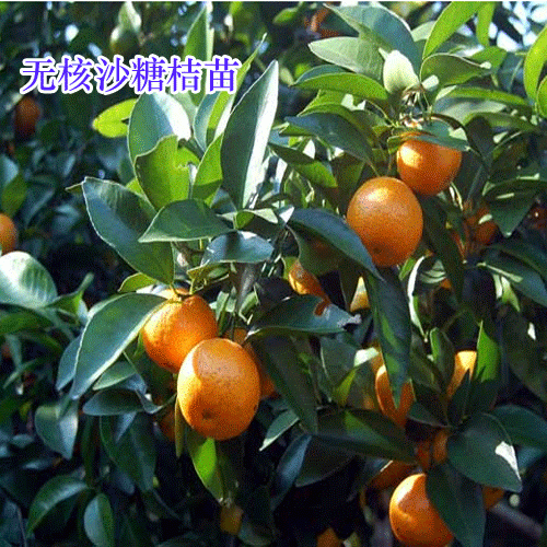 无籽砂糖柑种植前景分析
