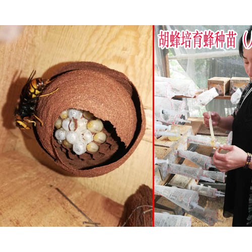 云南胡蜂养殖基地招收学员,