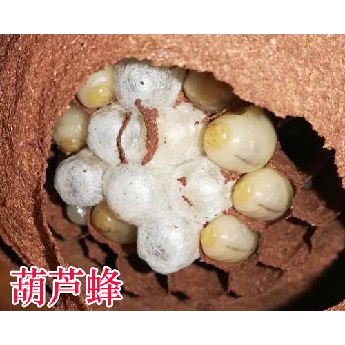 胡蜂有什么功效与作用