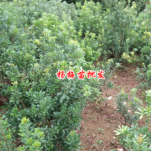 宾川杨梅苗怎么种植?