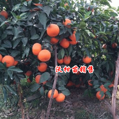 云南,四川沃柑苗价格是多少?