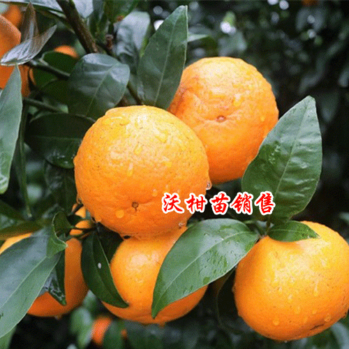 2019年5月6日文山州丘北县沃柑苗多少钱一棵
