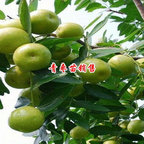 2019年5月6日广西南宁市西乡塘区青枣苗多少钱一棵